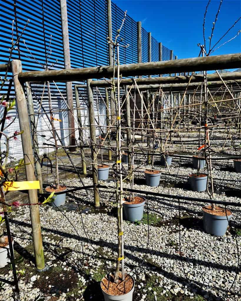 Malus domestica 'James Grieve' 150-175 cm